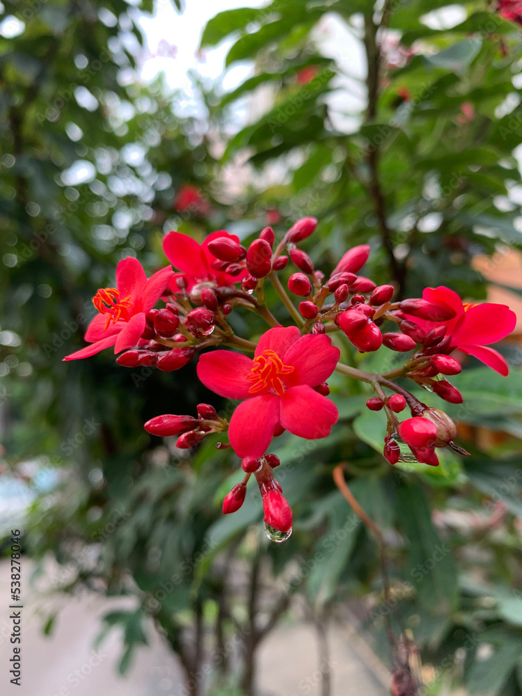red flowers in a garden red flowers in a garden