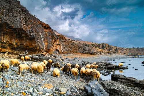 Schafe an Kretas Küste