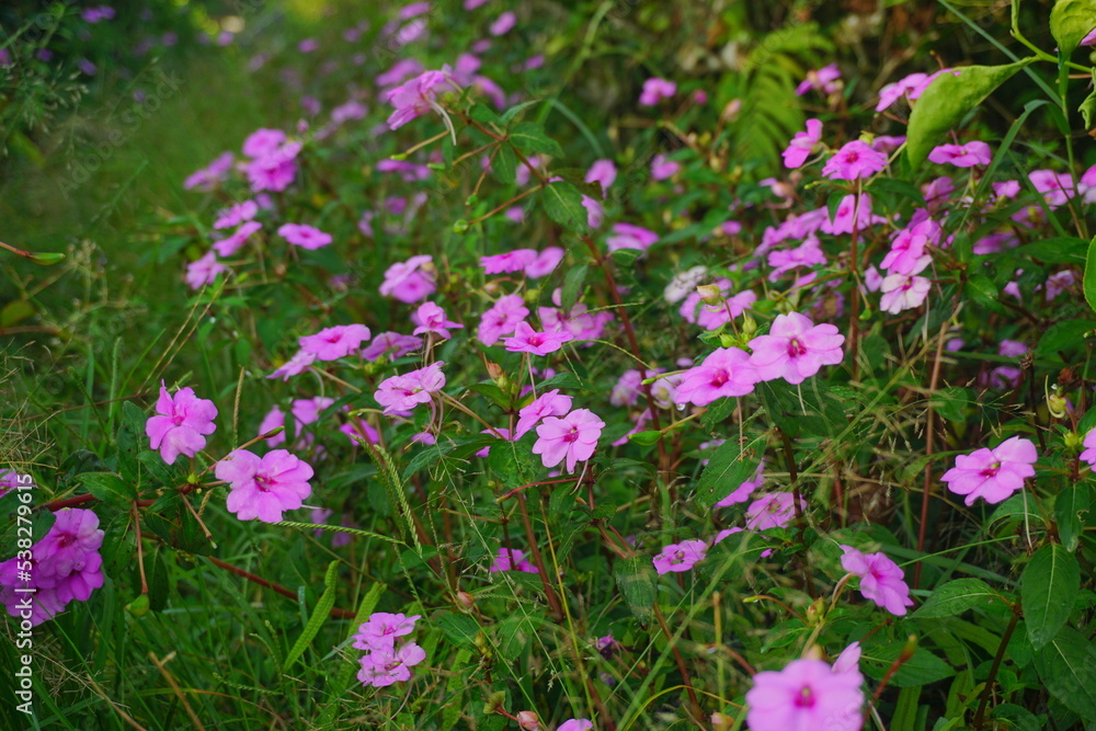 Impatiens walleriana is a species of plant in the family Balsaminaceae. 