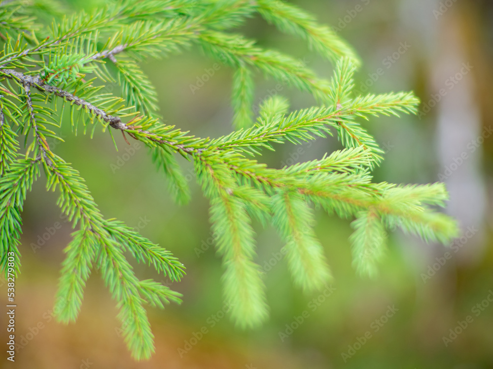 Christmas Background with beautiful green pine tree brunch close up. Copy space. Close up of fir tree branches as background. Shallow focus. Christmas Background with beautiful green pine tree brunch close up. Copy space. Close up of fir tree branches as background. Shallow focus.