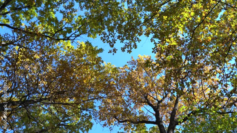 Autumn oak forest, leaves quietly falling to the ground, on a warm autumn day, a forest path along the river. Autumn oak forest, leaves quietly falling to the ground, on a warm autumn day, a forest path along the river.