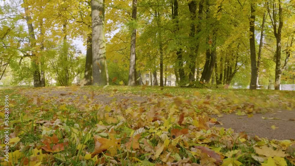 Alexander Park (Tsarskoye Selo). The street sweeper removes leaves from the footpath. Alexander Park (Tsarskoye Selo). The street sweeper removes leaves from the footpath.