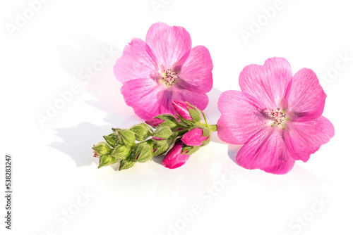 Floral arrangement of fresh inflorescences of the Sidalcea flower on a white background.For design.
