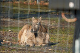 Donkey (Equus asinus asinus) behind electric fence. Animal lying on the ground. Creature in captivity.