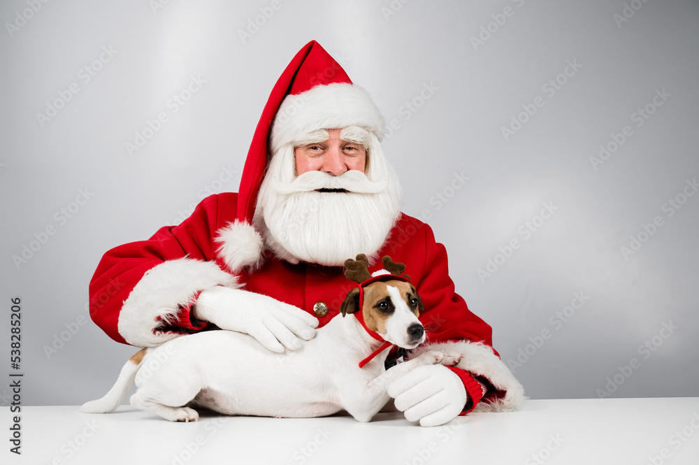 Portrait of santa claus and dog jack russell terrier in rudolf reindeer ears on a white background. 