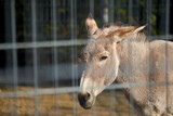 Sad donkey (Equus asinus asinus) behind fence. Animal portrait of farm animal in captivity. Side view.