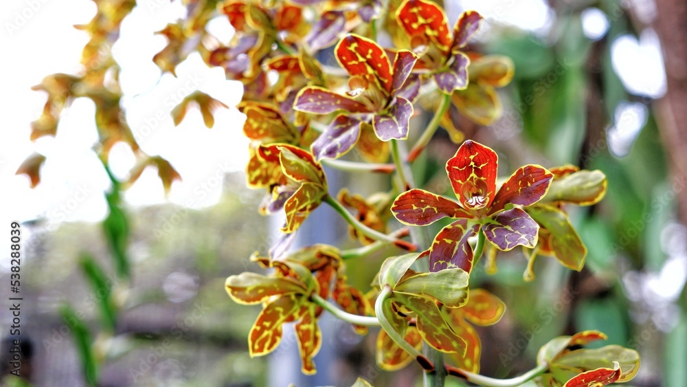 Fototapeta premium Beautiful flowers of Grammatophyllum martae,Marta's Gramamatophyllum, named after Mrs Martha Montilla Rivilla a Philippine orchid enthusiast.