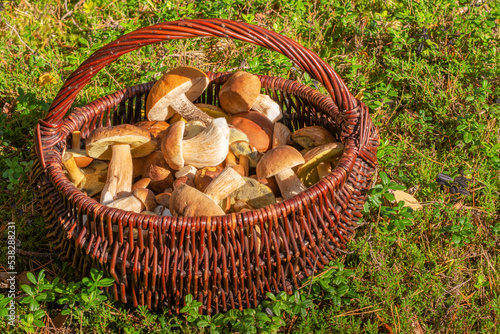 Wicker basket full of freshly harvested mushrooms on the forest ground. Mushrooms in basket