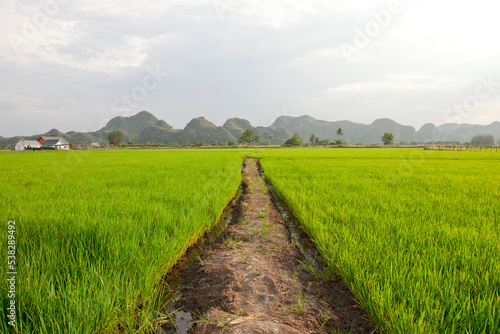 View of Rice Fields in Kanchanaburi. Travel and explore amazing Thailand. Beautiful Nature in Thailand.