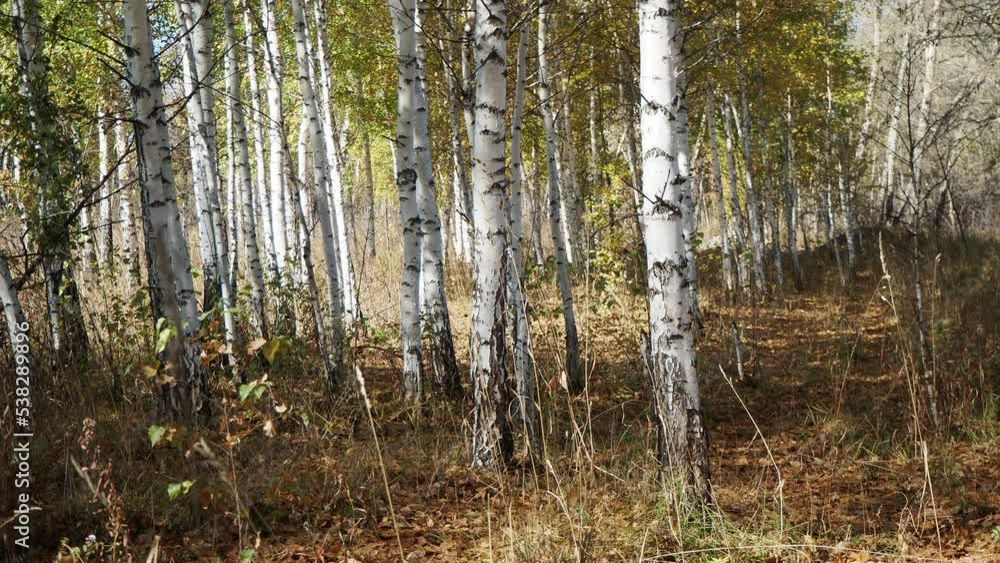 Seasons, autumn. Birch grove in autumn, the leaves are shaking from the wind. The camera is moving, hand held. Siberia. Seasons, autumn. Birch grove in autumn, the leaves are shaking from the wind. The camera is moving, hand held. Siberia.
