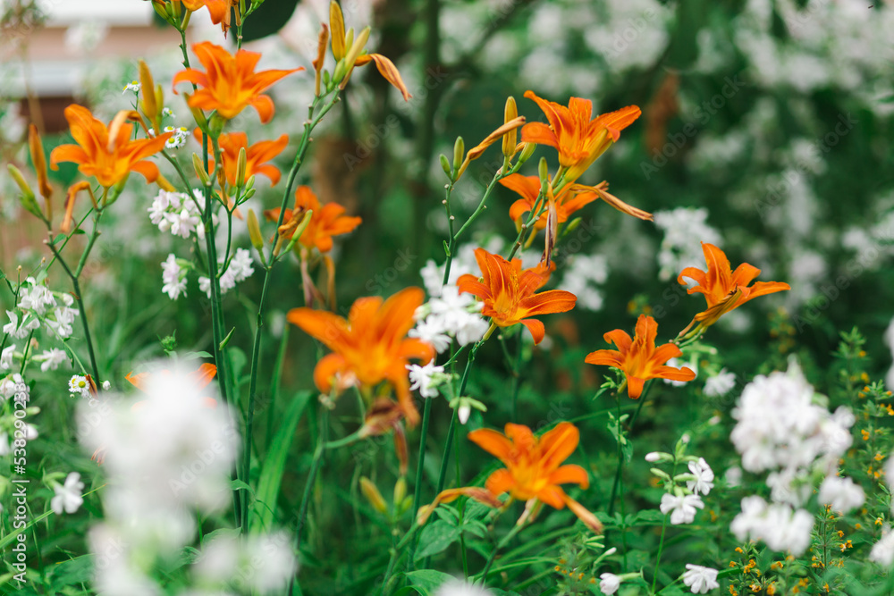 Blooming orange daylily and garden soapwort.