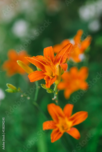 An orange daylily blooming in the front garden