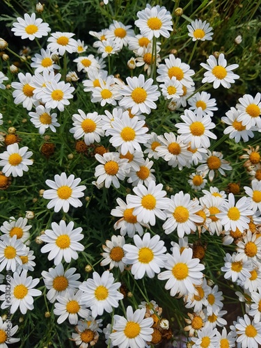 daisies in a garden