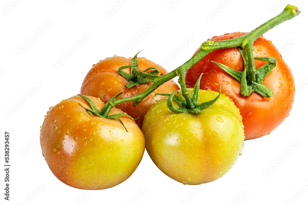 Unripe and ripe fresh tomatoes on a green branch isolated on a white background Unripe and ripe fresh tomatoes on a green branch isolated on a white background