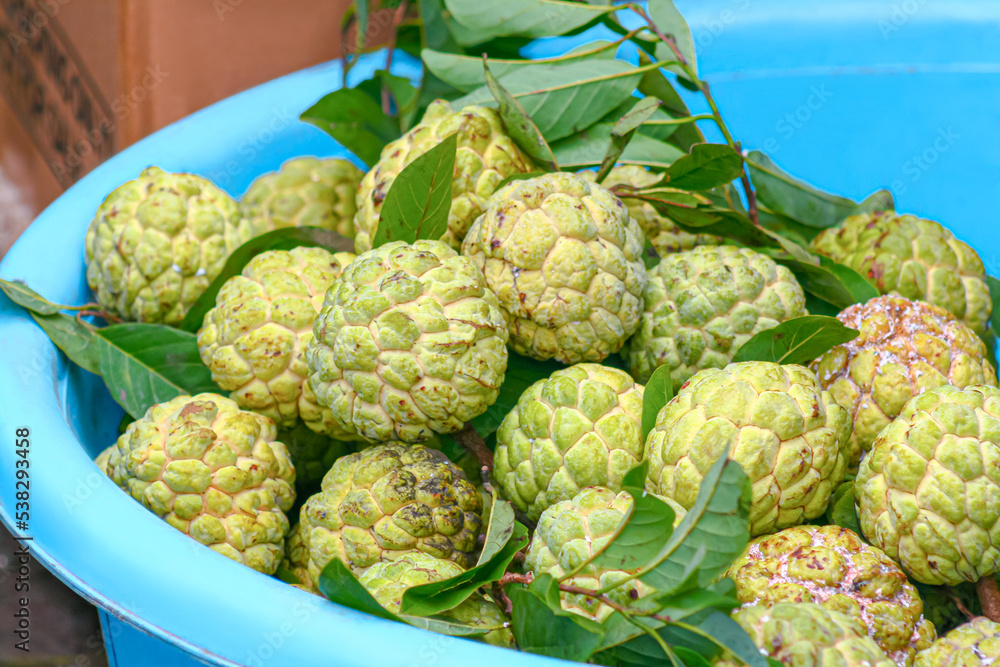 Fototapeta premium Group of green Custard apple also know as Sugar-apple in bowl