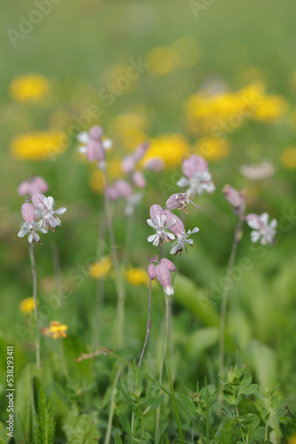 Blossoms of bladder campion  Silene vulgaris .
