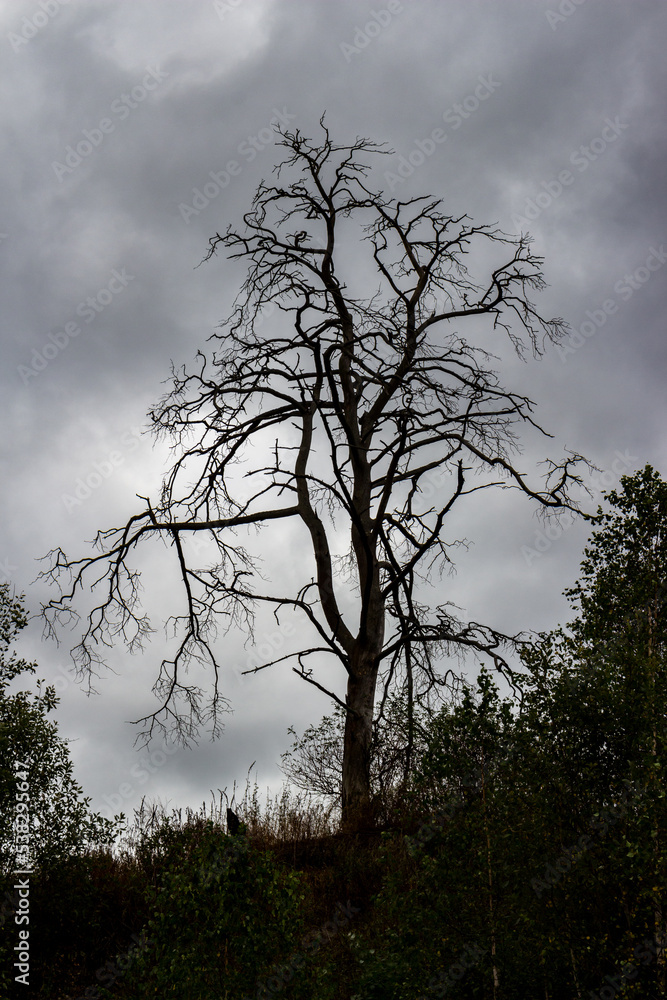 Gloomy view of a withered tree against a cloudy sky