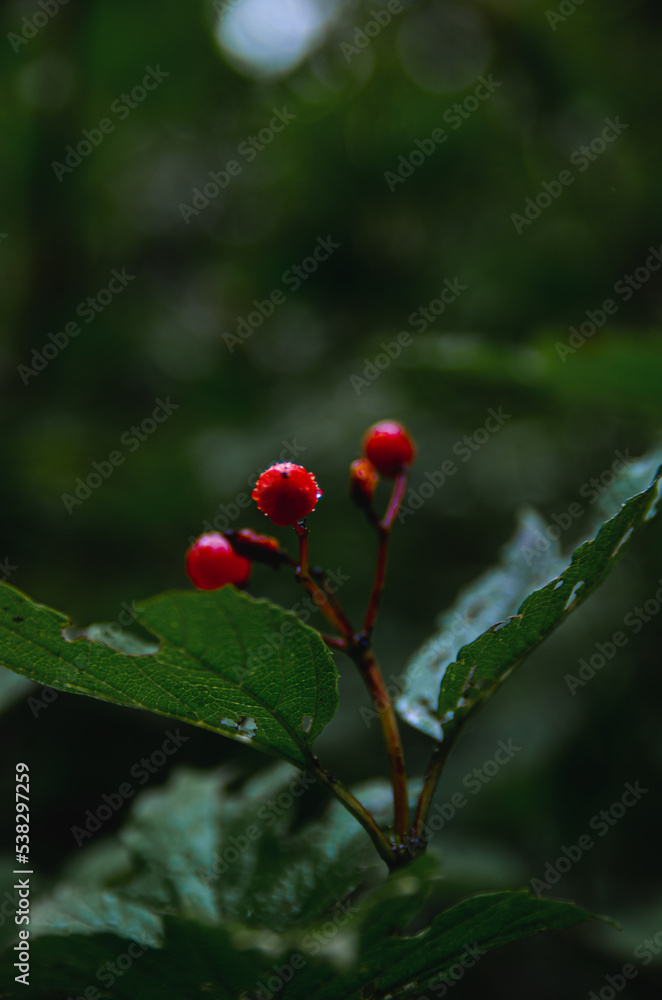 Fototapeta premium A lone red tulip on a sunny day.