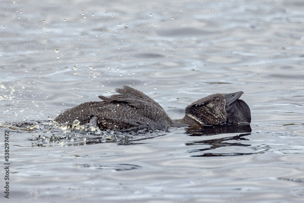 Fototapeta premium Musk Duck in Western Australia
