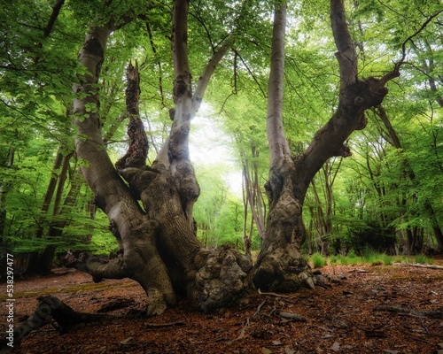 Low angle of a big tree with surface roots captured in Epping forest photo