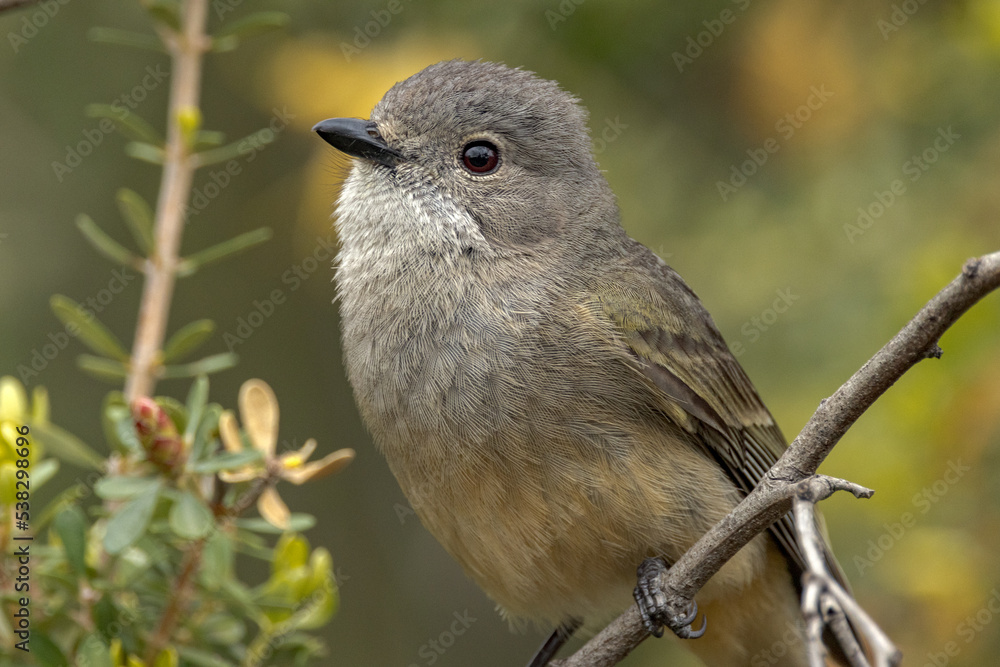 Fototapeta premium Western Golden Whistler in Western Australia