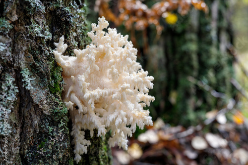 Hericium coralloides growing in the forest on a birch photo