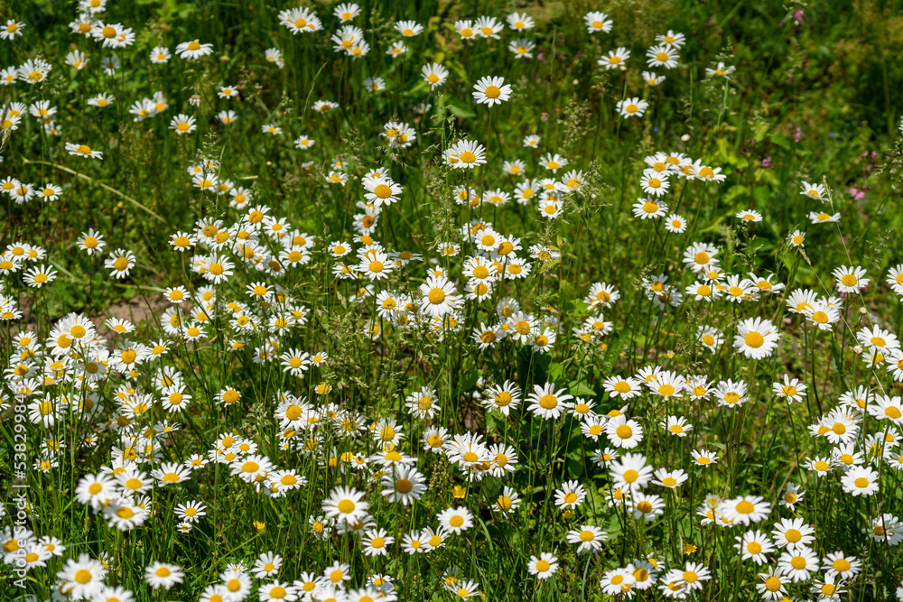 Meadow with lots of colorful flowers Meadow with lots of colorful flowers