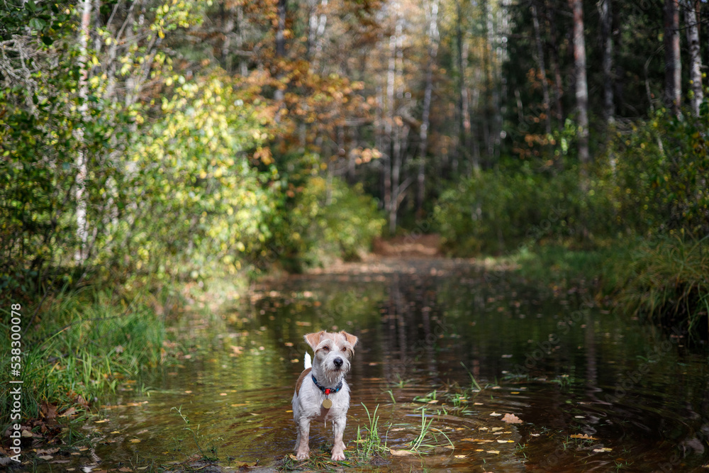 Little Jack Russell Terrier in the autumn forest. Blurred background for the inscription