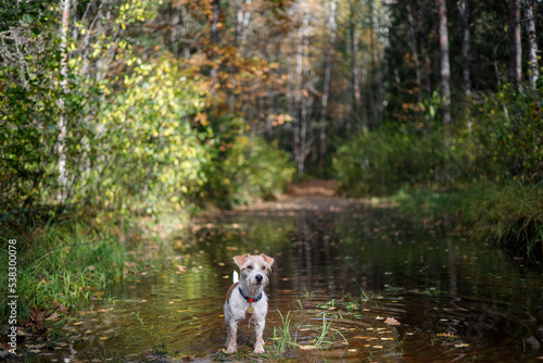 Little Jack Russell Terrier in the autumn forest. Blurred background for the inscription