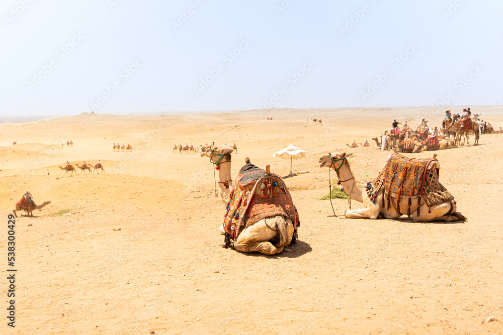 Fototapeta premium Camels ready to carry tourist in the desert