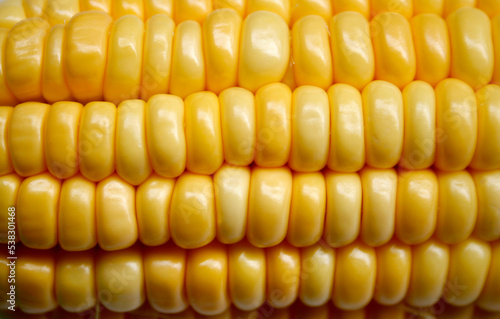 Corn on the cob kernels close up shot