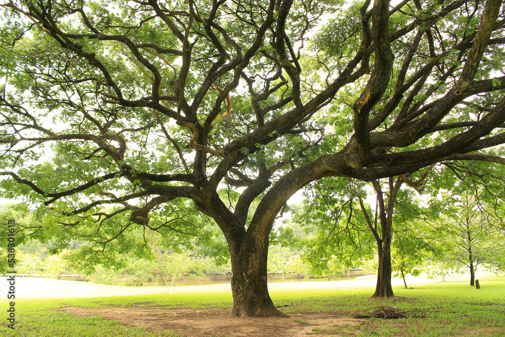 Fototapeta premium big tree with branches