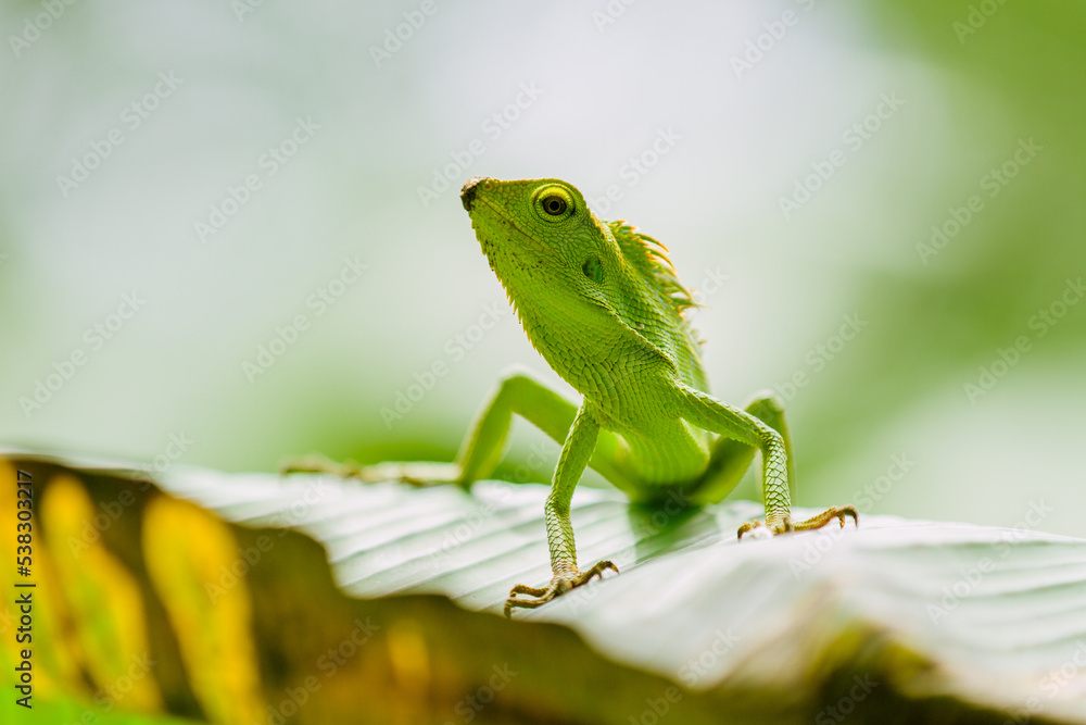Maned Forest Lizard. Close up Green Lizard in leaf Maned forest lizard (Bronchocela jubata) Maned Forest Lizard. Close up Green Lizard in leaf Maned forest lizard (Bronchocela jubata)