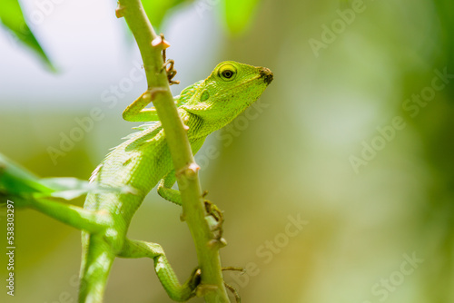 Maned Forest Lizard. Close up Green Lizard in leaf  (Bronchocela jubata) photo