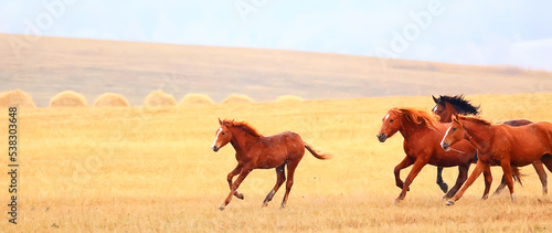 horses running across the steppe, dynamic freedom herd