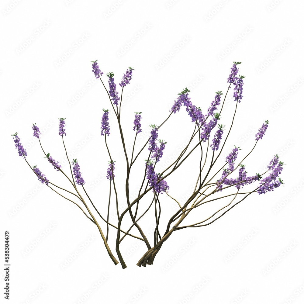bush isolated on white background, 3D illustration, cg render bush isolated on white background, 3D illustration, cg render