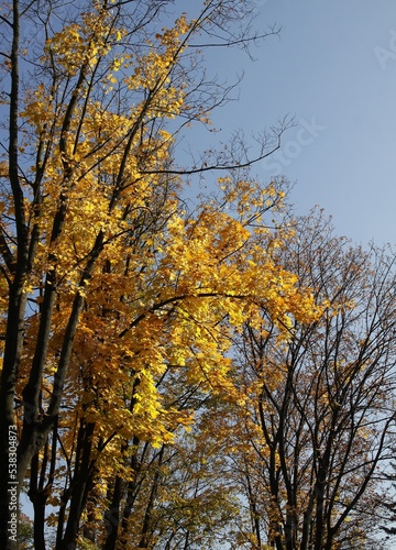 maple tree with yellow leaves at autumn