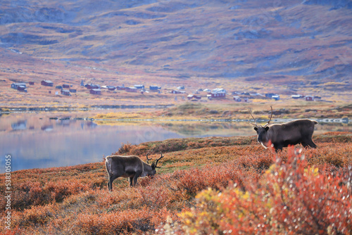 Valokuva Reindeer in Abisko national park