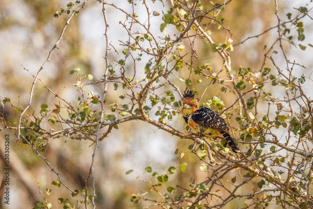 A crested barbet (Trachyphonus vaillantii) sitting in a tree, Sabi Sands Game Reserve, South Africa.