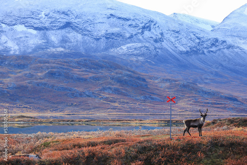 Canvas-taulu Reindeer in mountain of lapland (Sweden)