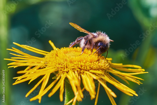 Hairy fly Volucella bombylans collects pollen from a yellow Telekia flower photo