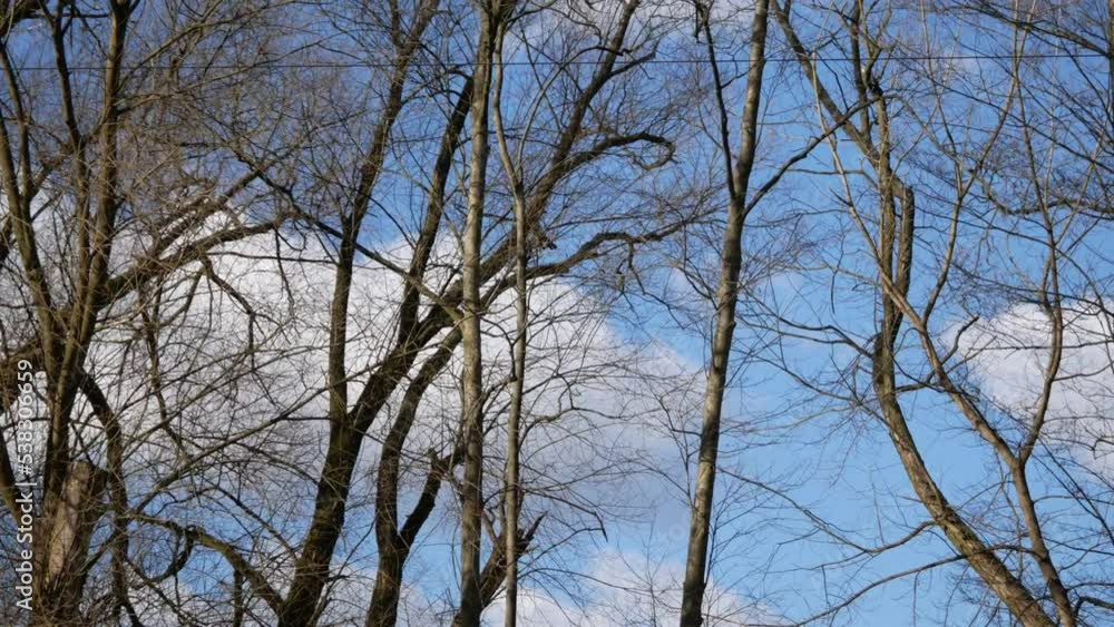 Strong heavy wind bending the branches of the trees. Strong heavy wind bending the branches of the trees.
