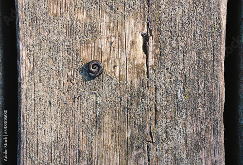 Millipede curled up on old wooden surface photo