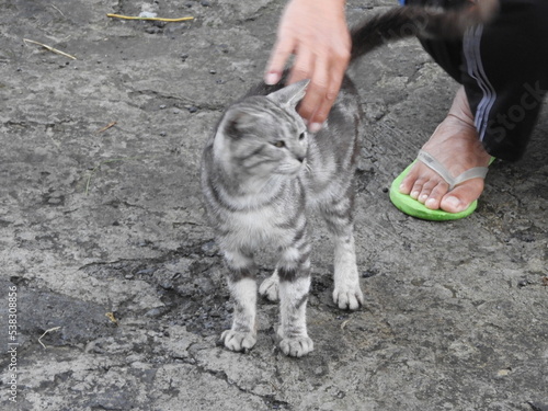 local cat indonesia activities cleaning kucing