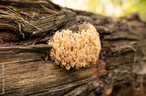 Mushroom Ramaria formosa in the forest.