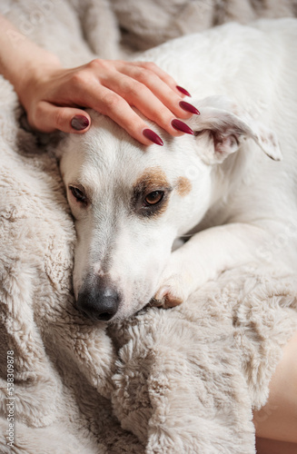 Woman hand touching a cute relaxed jack russell dog