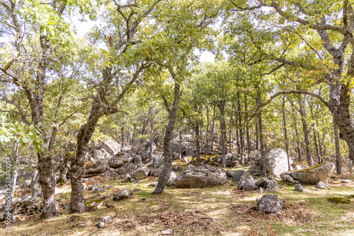 Oak forest in the Castanar El Tiemblo, Avila (Spain)