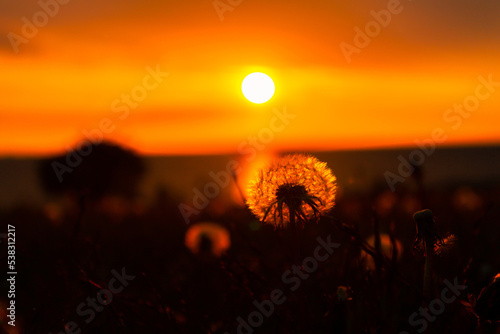 Silhouette of dandelion on beautiful sunset over the sea