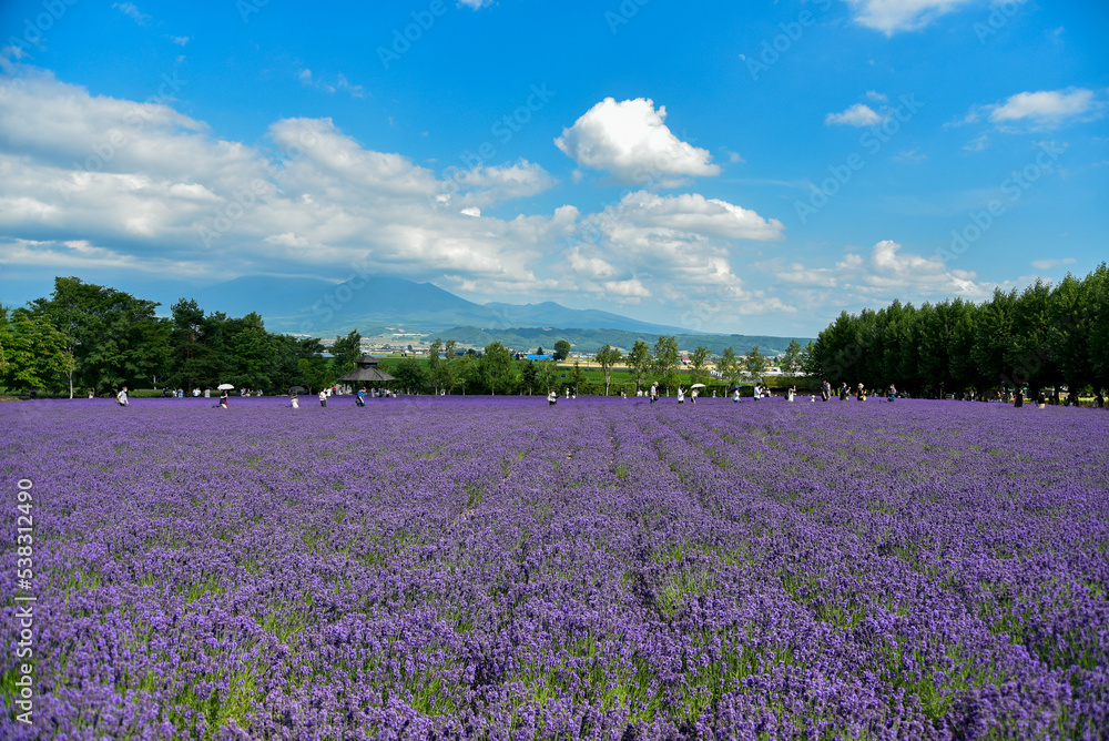 日本で咲いている美しいラベンダーの絶景 日本で咲いている美しいラベンダーの絶景