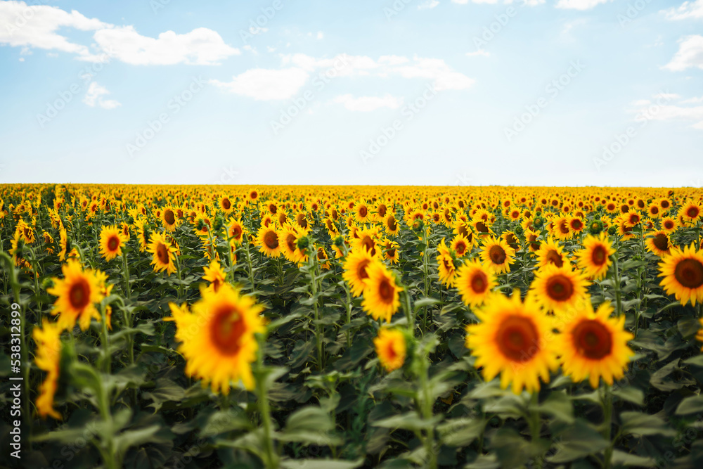 Fototapeta premium The Beautiful sunflowers garden. Field Of Blooming Sunflowers On A Background blue sky. Agriculture, organic gardening, planting or ecology concept.
